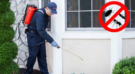 Pınarbaşı Fare İlaçlama böcek ilaçlama ve haşere kontrolü — ilaclama-tr.com